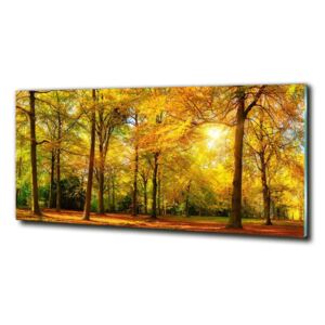 Üvegkép falra Erdő ősszel