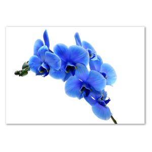 Egyedi Üvegkép Kék orchidea
