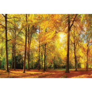 Buvu Fotótapéta: Leesett levelek az erdőben - 184x254 cm