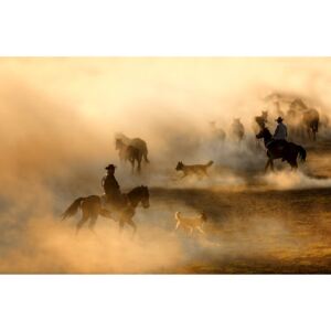 Exkluzív Művész Fotók Horses, durmusceylan