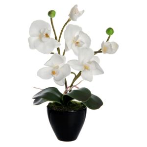 WJ.Orchidea fehér 22cm