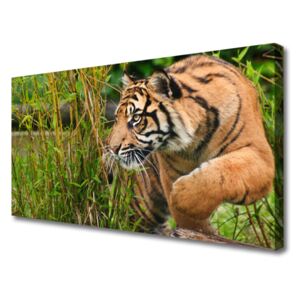 Vászonfotó tigris Állatok 100x50 cm