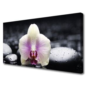 Vászonkép falra Virág orchidea növény 100x50 cm