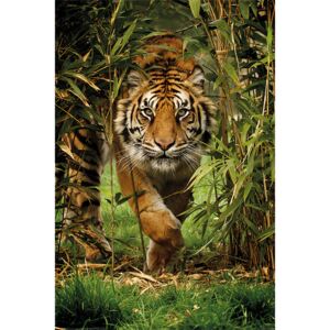 Tigris - Bamboo Plakát, (61 x 91,5 cm)