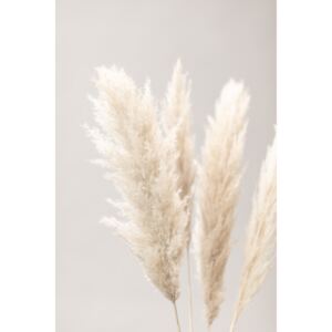Pampas Grass Grey 02, (85 x 128 cm)