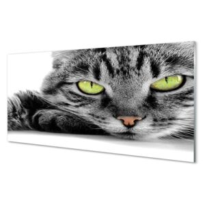 Akrilképek Szürke-fekete macska 100x50 cm