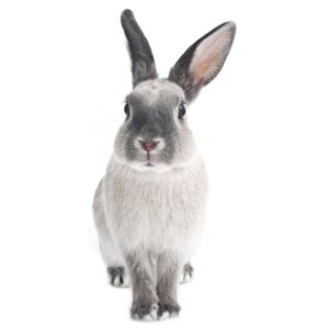 Rabbit Harry falmatrica, 53 x 115 cm - Dekornik