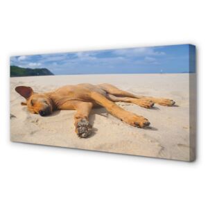 Canvas képek Fekvő kutya strand 125x50 cm