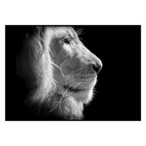 Lion King fekete-fehér plakát, 50 x 40 cm - DecoKing