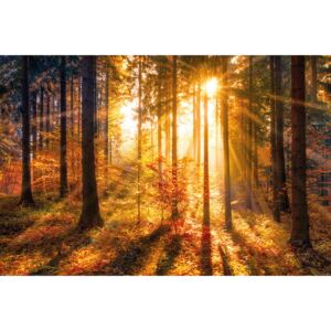 Erdő - Sun Plakát, (91,5 x 61 cm)