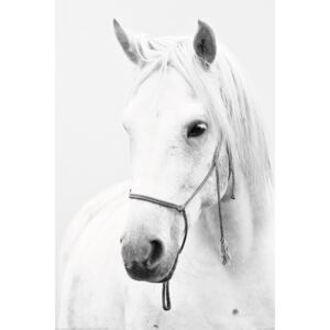 Lovas - White Horse Plakát, (61 x 91,5 cm)