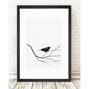 Birdy kép, 24 x 29 cm - Tablo Center