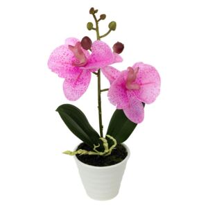 Orchidea kerámia virágcserépben, világos rózsaszín
