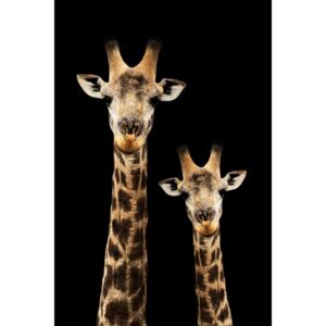 Exkluzív Művész Fotók Portrait of Giraffe and Baby Black Edition, Philippe Hugonnard