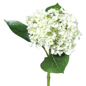 Mű hortenzia, fehér, 44 cm