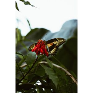 Exkluzív Művész Fotók Butterfly feast, Maurits Bausenhart