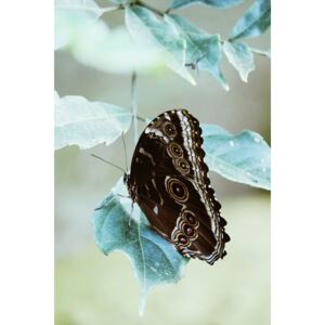 Exkluzív Művész Fotók Butterfly portrait, Maurits Bausenhart