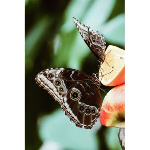 Exkluzív Művész Fotók Butterfly couple, Maurits Bausenhart