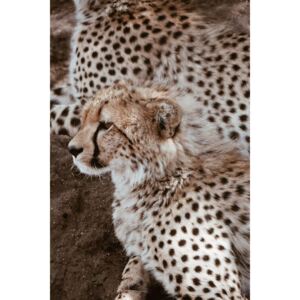 Exkluzív Művész Fotók Leopard family, Maurits Bausenhart