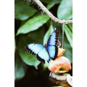 Exkluzív Művész Fotók Blue Butterfly, Maurits Bausenhart