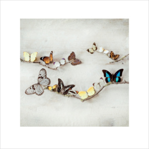 Ian Winstanley - Array of Butterflies Festmény reprodukció, (40 x 40 cm)