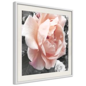 Bimago Delicate Rose - keretezett kép 20x20 cm Fehér keret paszpartu