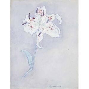 Mondrian, Piet - Lily, c.1920-25 Festmény reprodukció