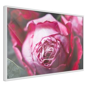 Bimago Blooming Rose - keretezett kép 60x40 cm Fehér keret