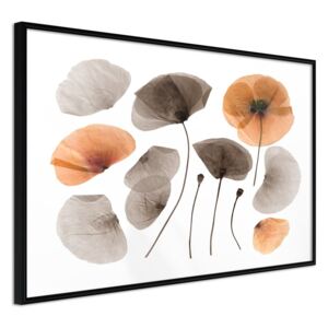 Bimago Dried Poppies - keretezett kép 60x40 cm Fekete keret