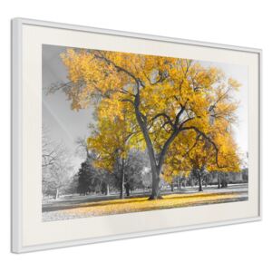Bimago Golden Tree - keretezett kép 60x40 cm Fehér keret paszpartu