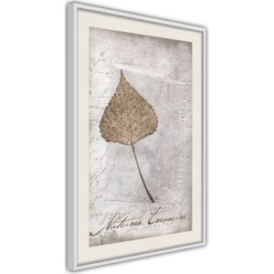 Bimago Dried Leaf - keretezett kép 40x60 cm Fehér keret paszpartu