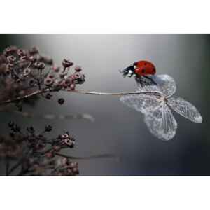 Exkluzív Művész Fotók Ladybird on hydrangea., Ellen van Deelen