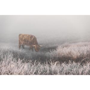 Exkluzív Művész Fotók Highlander in White Grass, Jaap van den