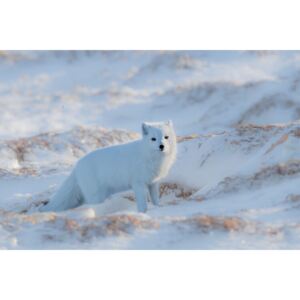 Exkluzív Művész Fotók Arctic fox, Jie Fischer