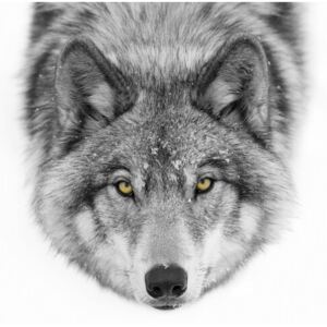 Exkluzív Művész Fotók Yellow eyes - Timber Wolf, Jim Cumming