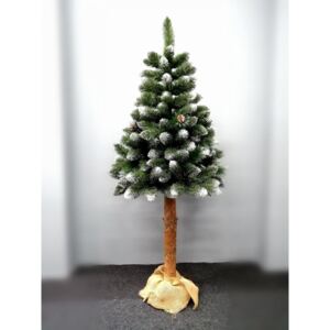 Karácsonyfa fenyő zöld tuskón Výška: 180 cm