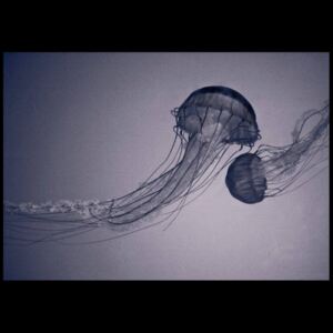 Jellyfish vászonkép, fekete kerettel, 130x195 cm