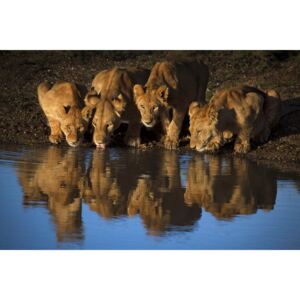 Exkluzív Művész Fotók Lions of Mara, Mario Moreno