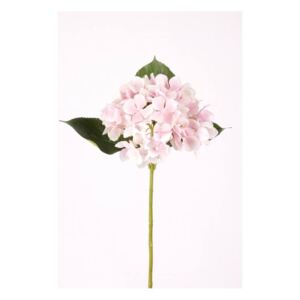 Művirág Hortenzia, Rózsaszín