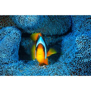 Exkluzív Művész Fotók Clownfish in blue anA©mon, Barathieu Gabriel