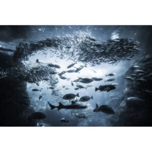 Exkluzív Művész Fotók Underwater exploration, Takashi Suzuki