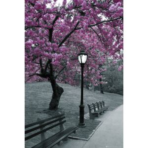 Central Park - blossom Plakát, (61 x 91,5 cm)