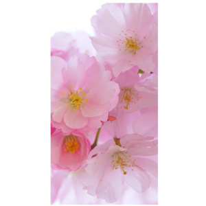 Nyomatos roletta Rózsaszín meggyvirágok 80x150cm FR4854A_1LV
