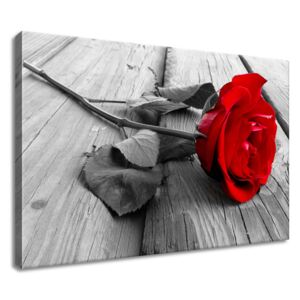 Gario Vászonkép Vörös Rózsa Méretek (sz x m): 60 x 40 cm