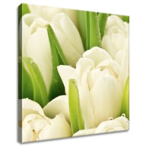 Gario Vászonkép Gyengéd tulipánok Méretek (sz x m): 40 x 40 cm
