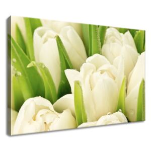 Gario Vászonkép Gyengéd tulipánok Méretek (sz x m): 60 x 40 cm