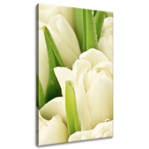 Gario Vászonkép Gyengéd tulipánok Méretek (sz x m): 40 x 60 cm