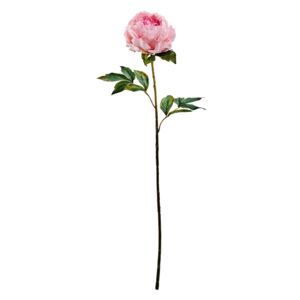 FLORISTA pünkösdi rózsa, rózsaszín 75 cm