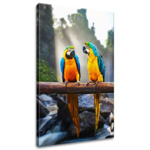 Gario Vászonkép Színes papagájok Méretek (sz x m): 40 x 60 cm