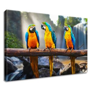 Gario Vászonkép Színes papagájok Méretek (sz x m): 60 x 40 cm